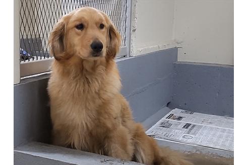 販売中のゴールデンレトリーバーの親犬